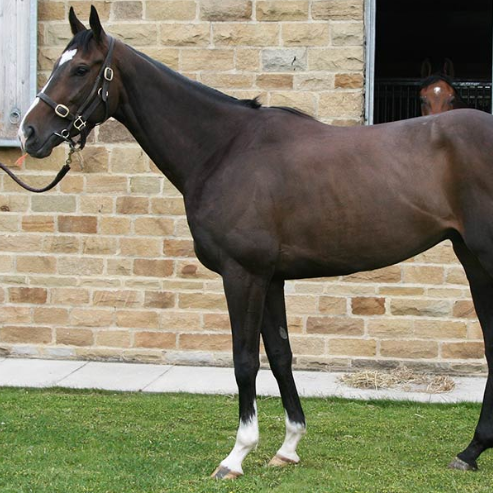 libran-horse