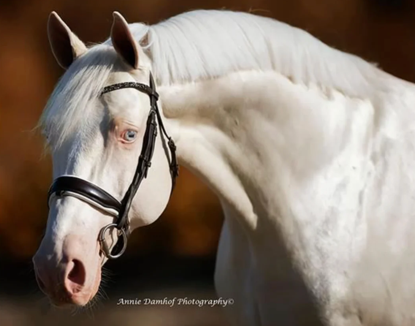 CREMELLO-HORSE-FACTS