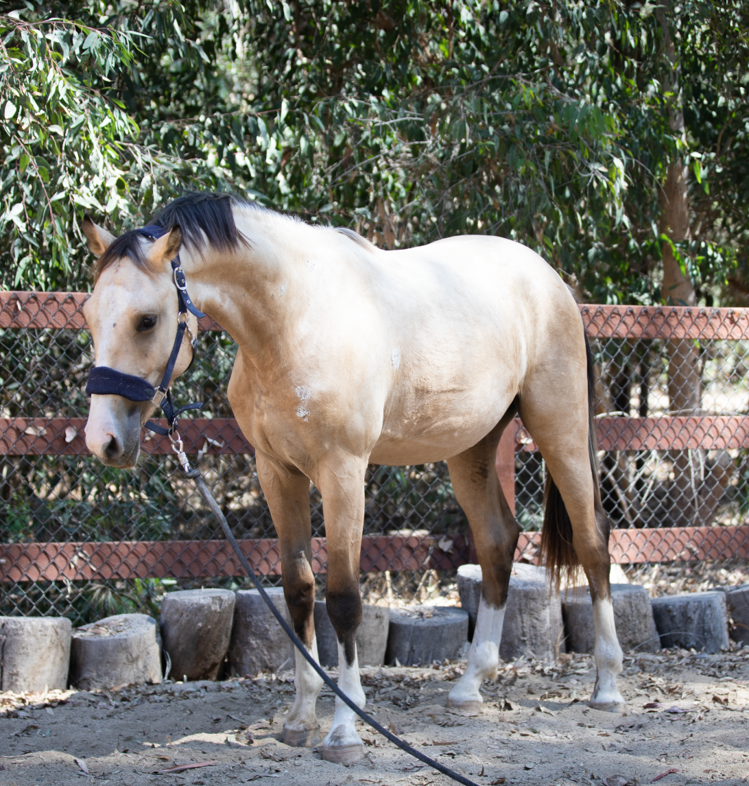 What is a Buckskin Horse?