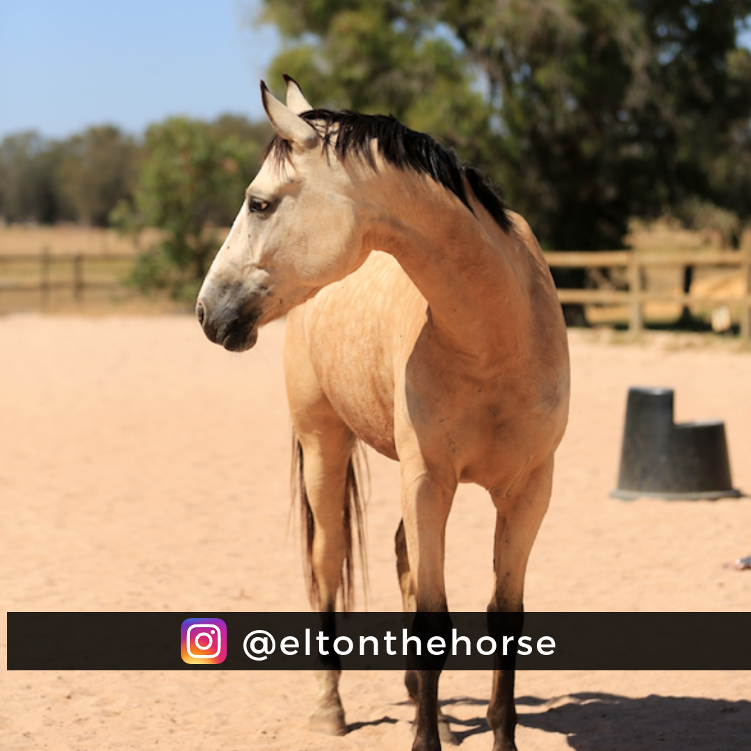 buckskin-registry