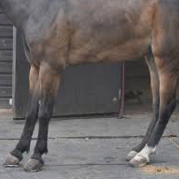 wobblers-in-horses