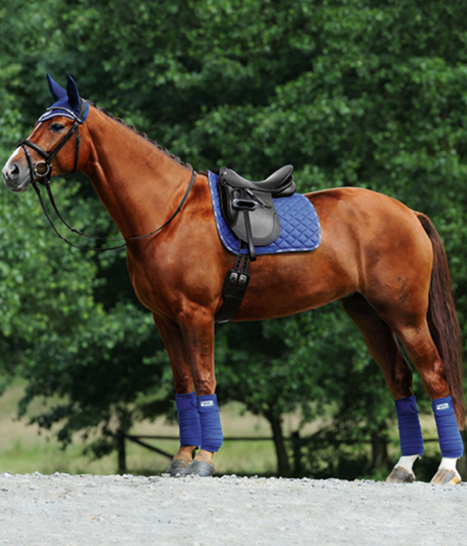 Why Use  A Bitless bridle