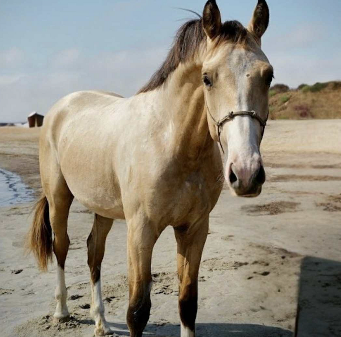 buckskin horse names